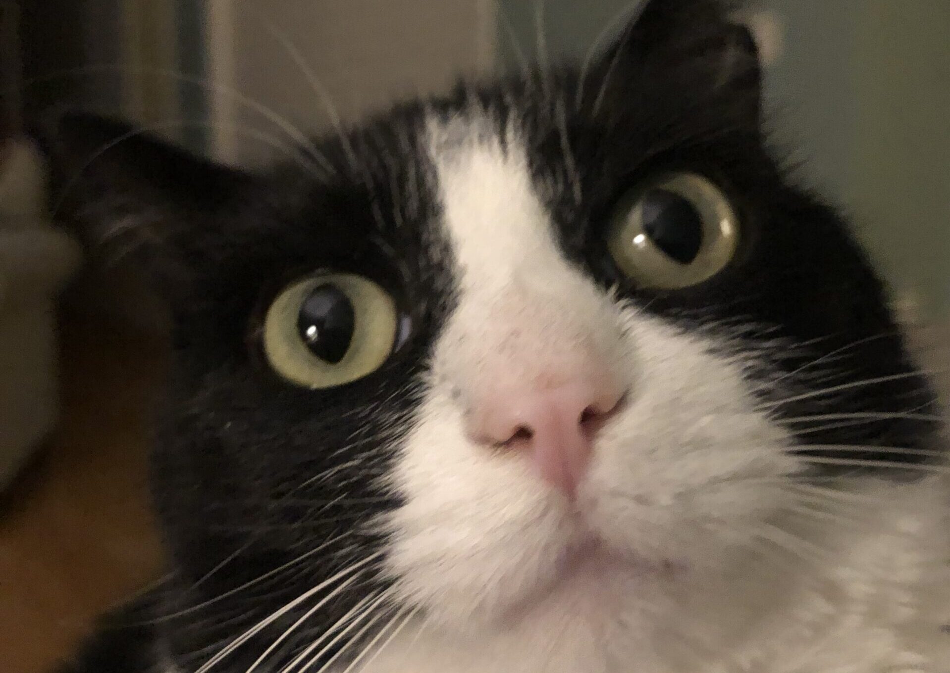 Kitty Witty
